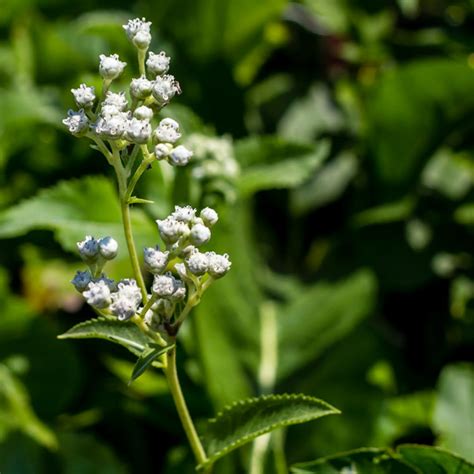 Wild Quinine